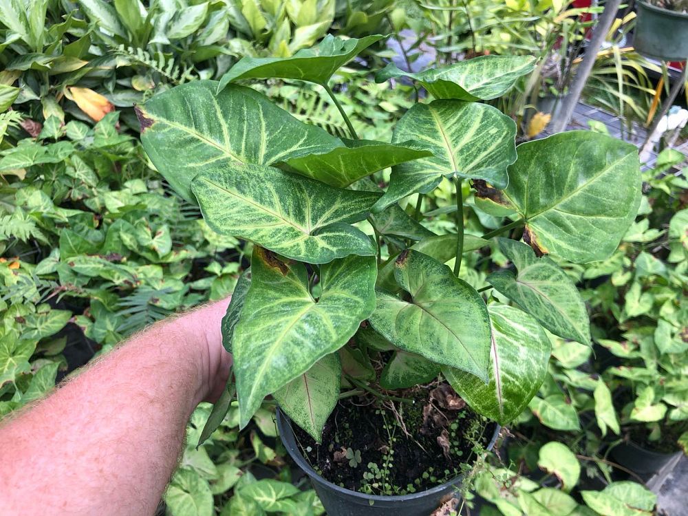 syngonium