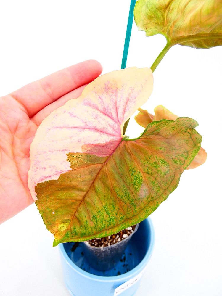 syngonium-strawberry-ice-nephthytis-arrowhead-vine