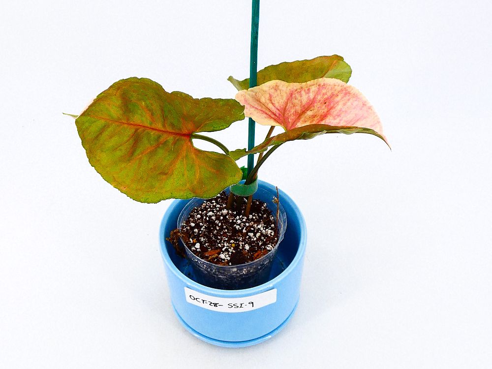 syngonium-strawberry-ice-nephthytis-arrowhead-vine