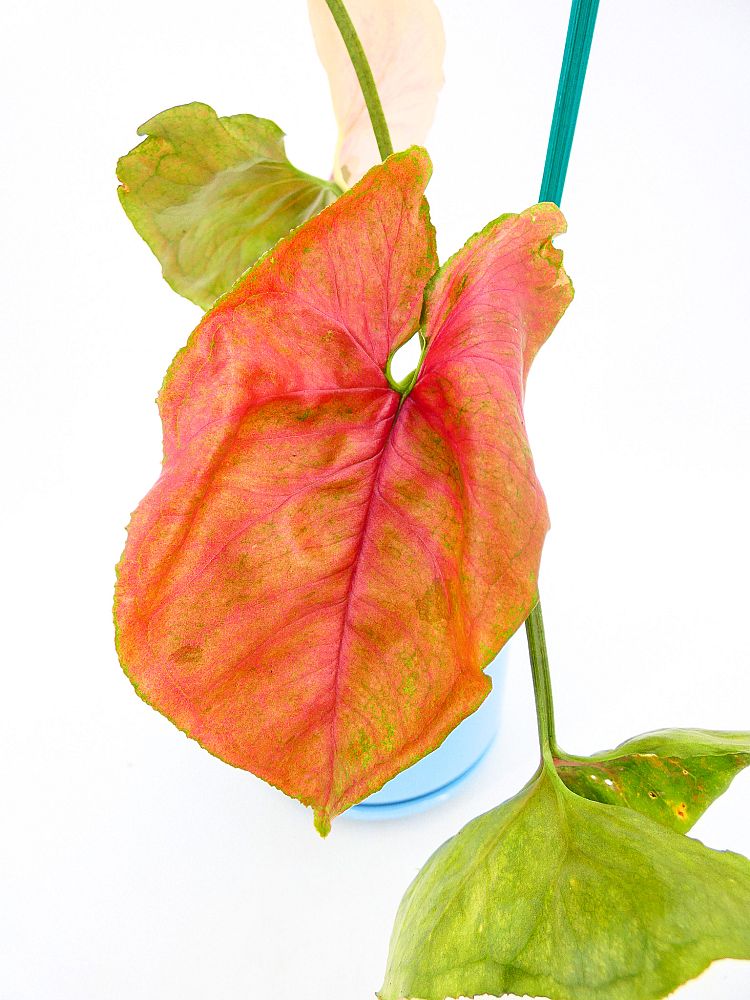 syngonium-strawberry-ice-nephthytis-arrowhead-vine