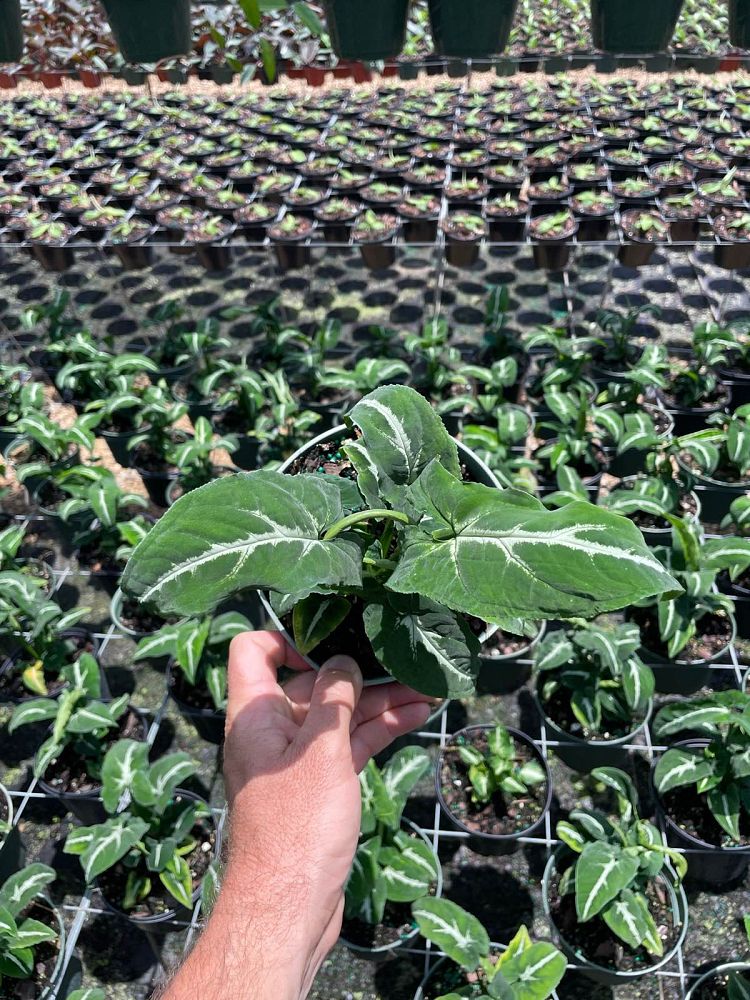 syngonium-wendlandii-arrowhead-vine