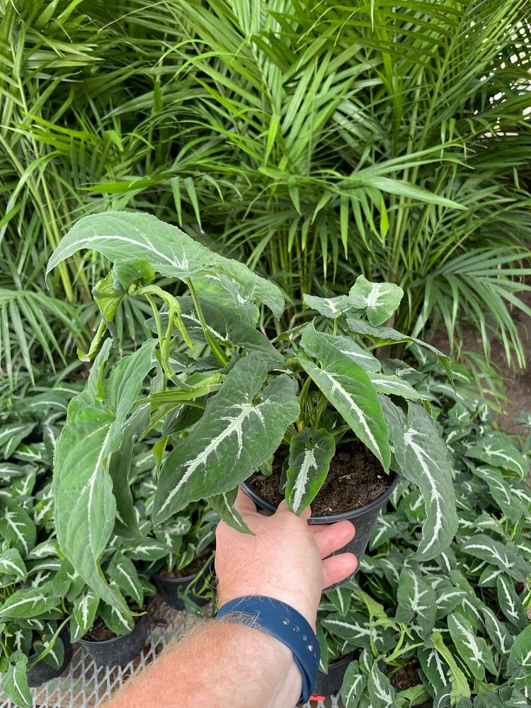 syngonium-wendlandii-arrowhead-vine