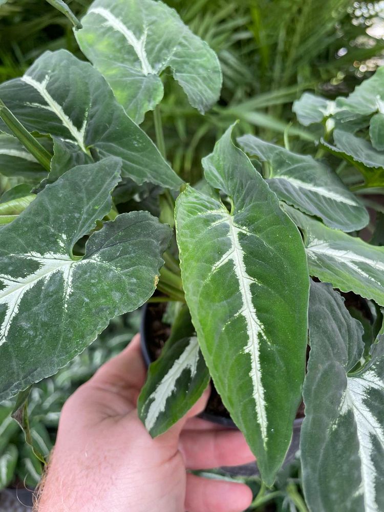 syngonium-wendlandii-arrowhead-vine
