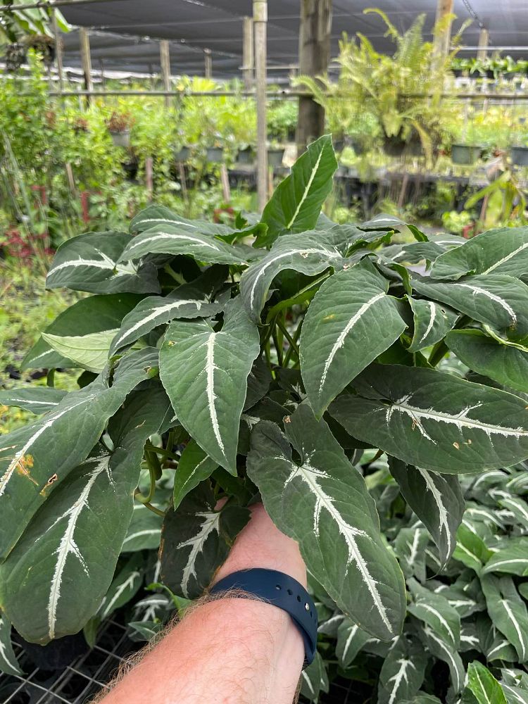 syngonium-wendlandii-arrowhead-vine