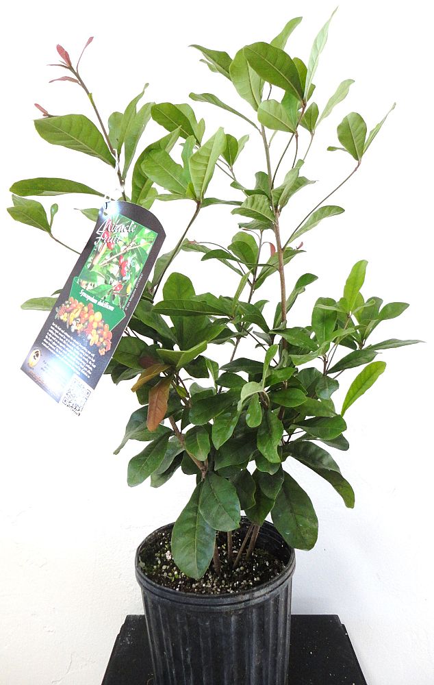 synsepalum-dulcificum-miracle-fruit