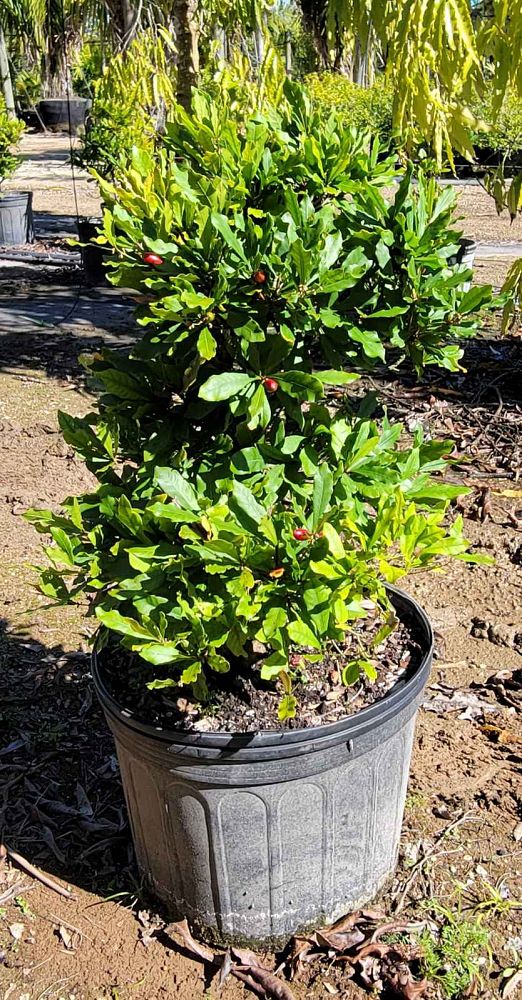 synsepalum-dulcificum-miracle-fruit