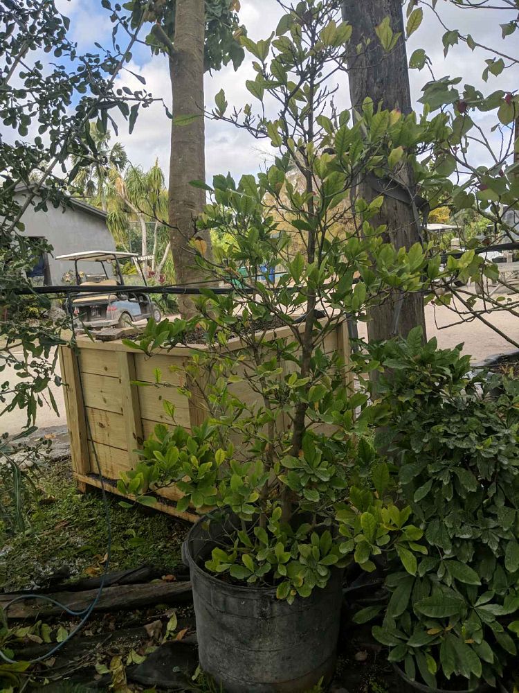 synsepalum-dulcificum-miracle-fruit