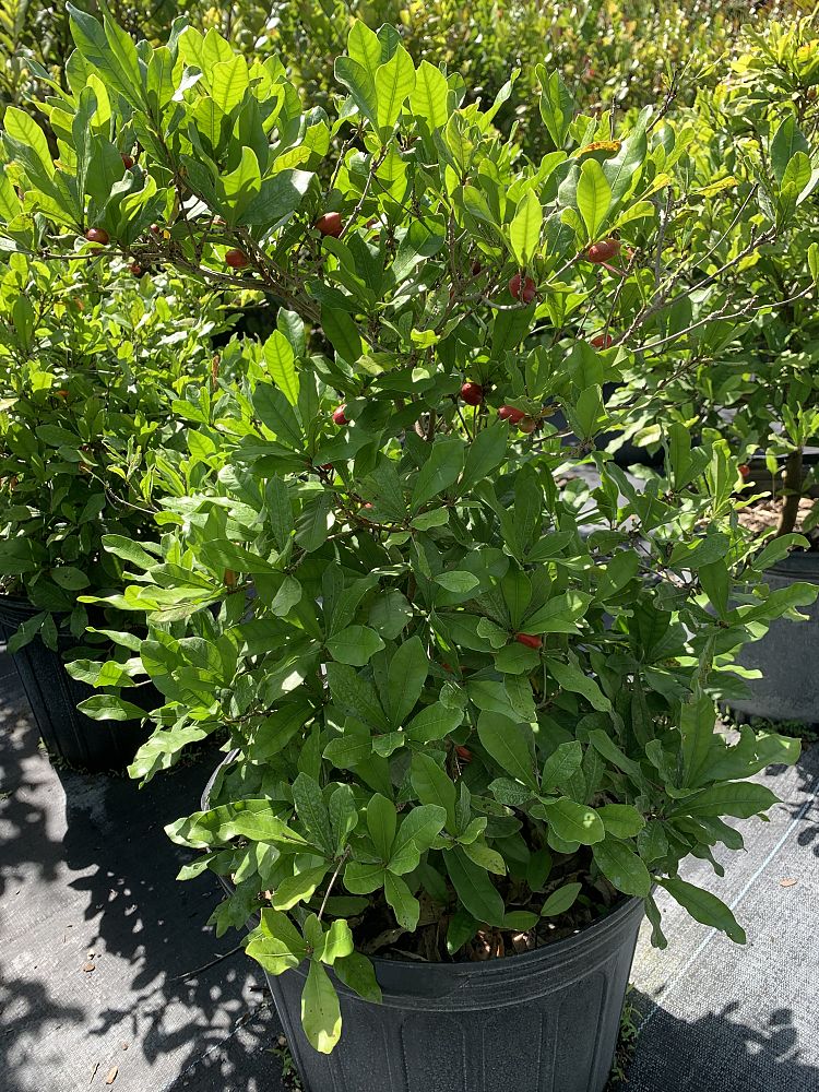 synsepalum-dulcificum-miracle-fruit