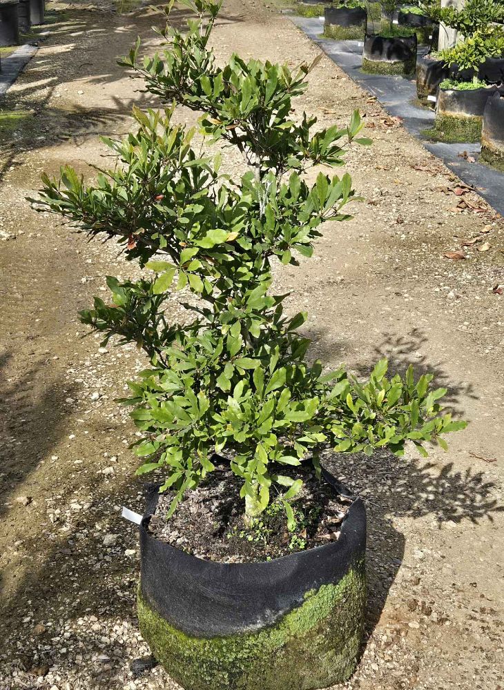 synsepalum-dulcificum-miracle-fruit