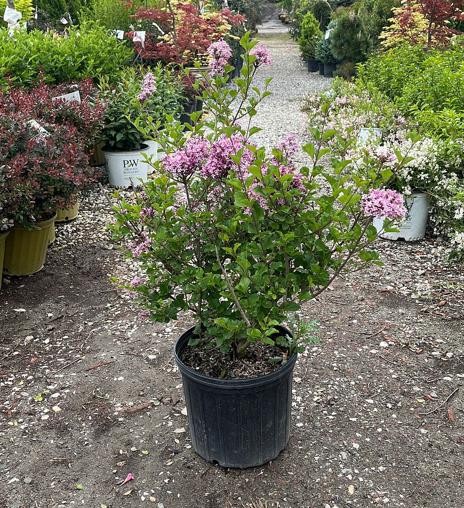 syringa-meyeri-palibin-lilac-dwarf-korean