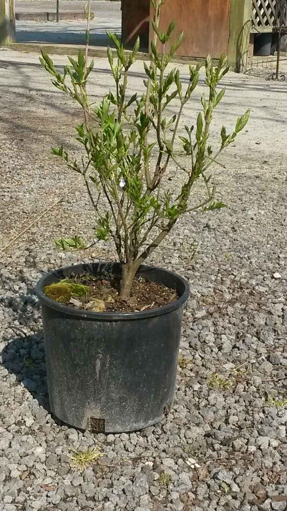 syringa-patula-miss-kim-lilac-greswt