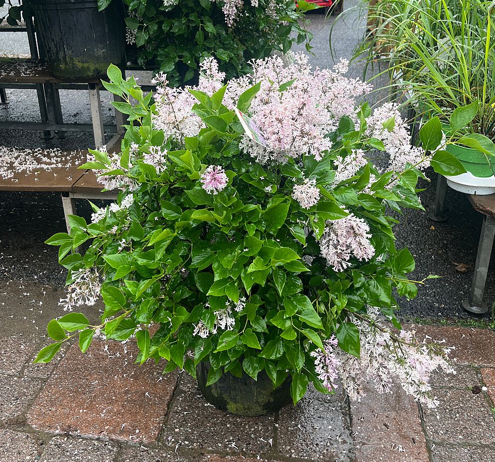 syringa-patula-miss-kim-lilac-greswt