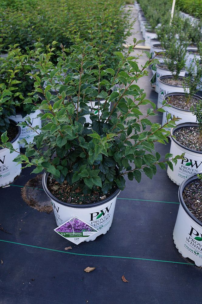 syringa-smsjbp7-bloomerang-reg-dark-purple-lilac