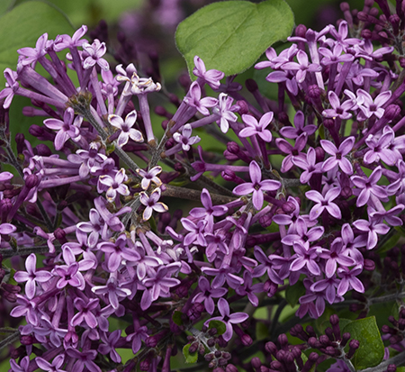 syringa-smsjbp7-bloomerang-reg-dark-purple-lilac