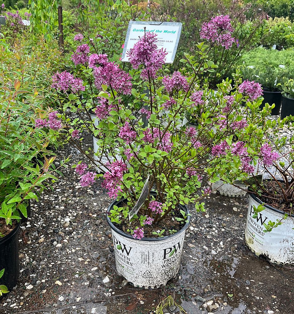 syringa-smsjbp7-bloomerang-reg-dark-purple-lilac