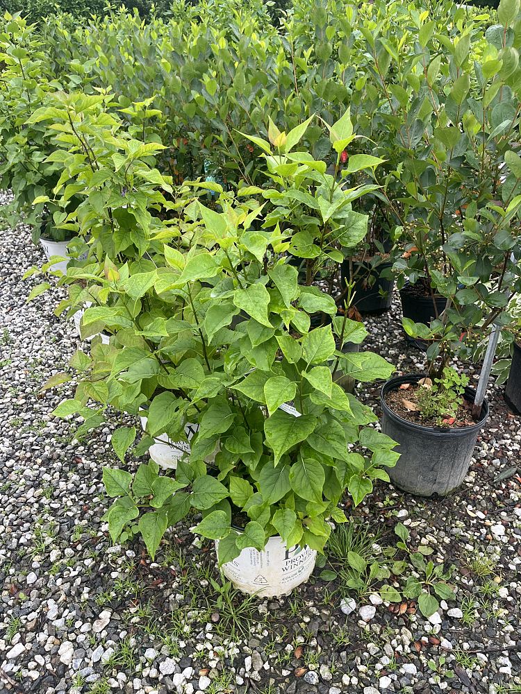 syringa-x-hyacinthiflora-smnshbbl-scentara-reg-double-blue-lilac