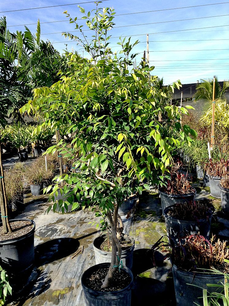 syzygium-luehmannii-x-wilsonii-cascade-small-leaf-lilli-pilli