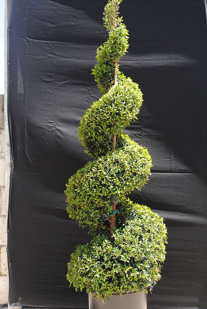 eugenia-myrtifolia-monterey-bay-topiary-3-ball-syzygium-paniculatum