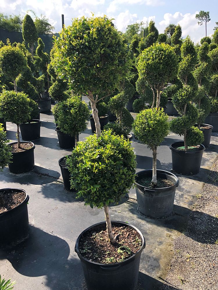 syzygium-paniculatum-monterey-bay-eugenia