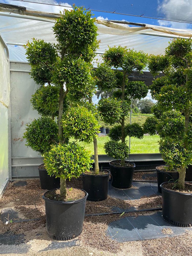syzygium-paniculatum-monterey-bay-eugenia