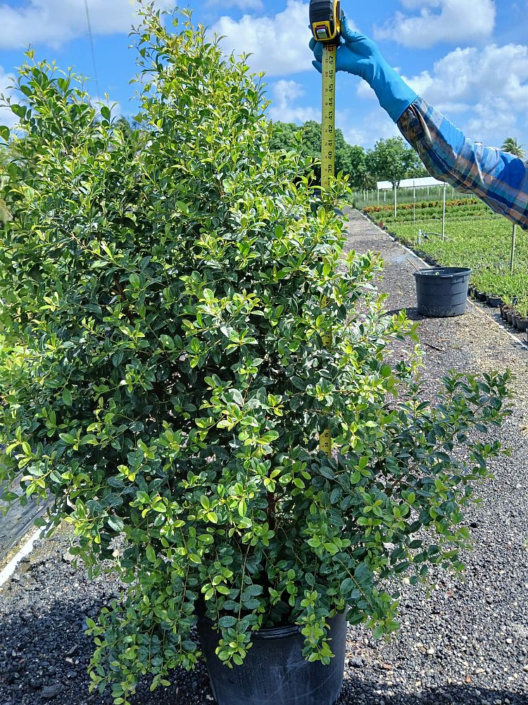 syzygium-paniculatum-monterey-bay-eugenia