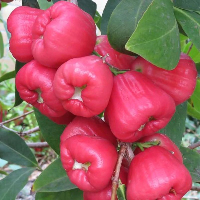 syzygium-samarangense-red-wax-jambu-java-rose-apple-samarang-rose-apple