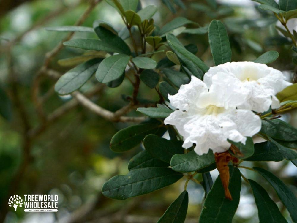 tabebuia-bahamensis-dwarf-white-trumpet
