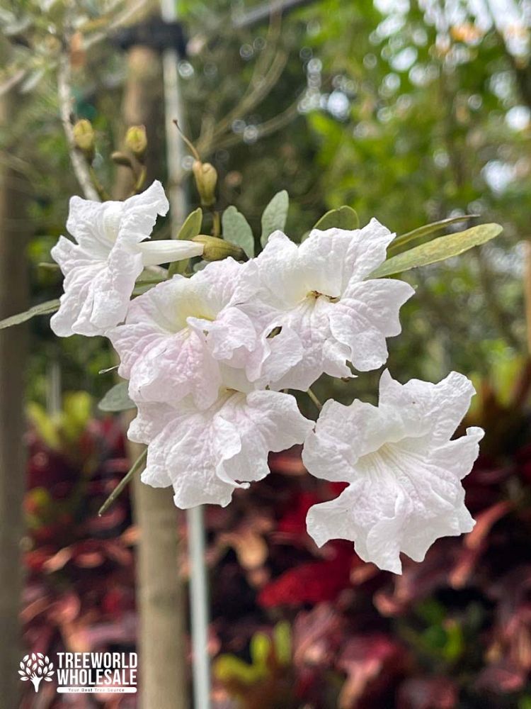 tabebuia-bahamensis-dwarf-white-trumpet