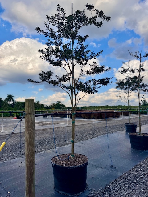 tabebuia-bahamensis-dwarf-white-trumpet