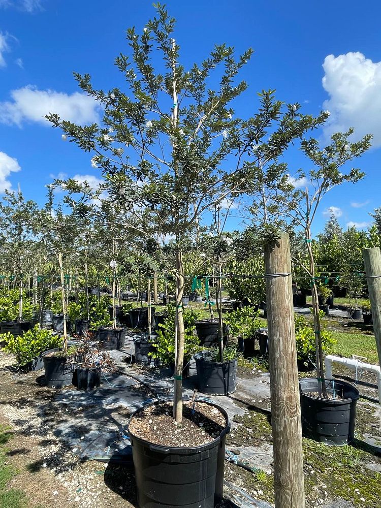 tabebuia-bahamensis-dwarf-white-trumpet