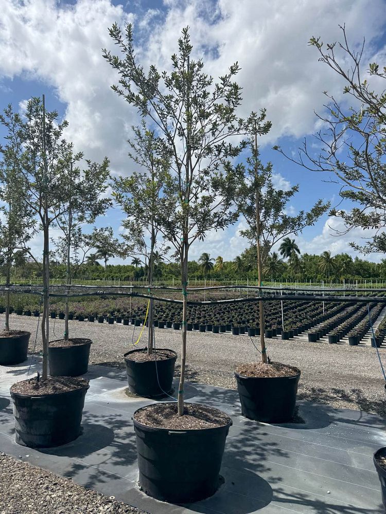 tabebuia-bahamensis-dwarf-white-trumpet