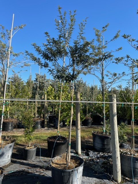 tabebuia-bahamensis-dwarf-white-trumpet