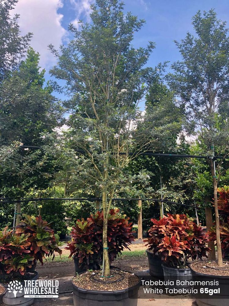 tabebuia-bahamensis-dwarf-white-trumpet