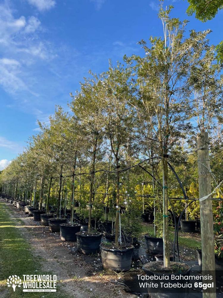 tabebuia-bahamensis-dwarf-white-trumpet