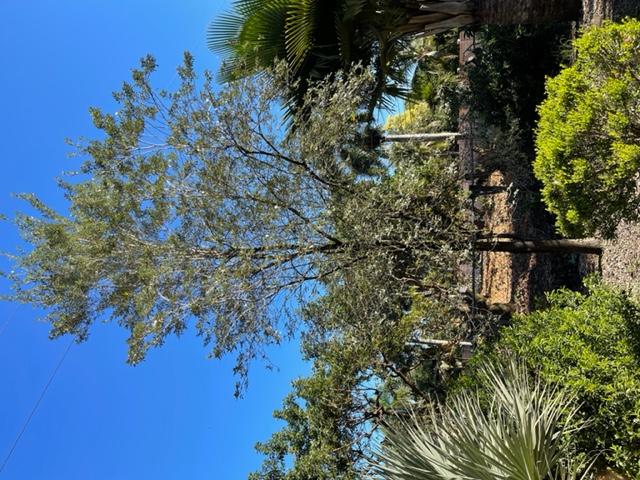 tabebuia-bahamensis-dwarf-white-trumpet
