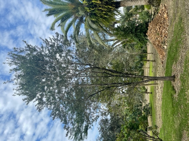 tabebuia-bahamensis-dwarf-white-trumpet
