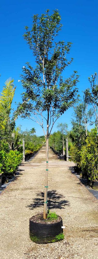 tabebuia-bahamensis-dwarf-white-trumpet