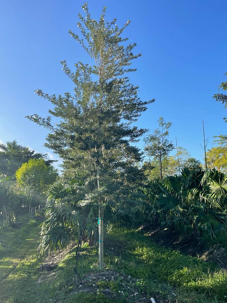 tabebuia-bahamensis-dwarf-white-trumpet