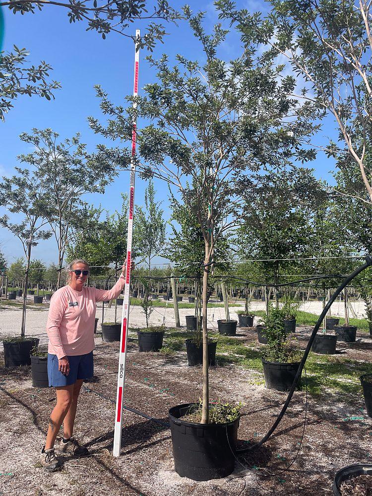 tabebuia-bahamensis-dwarf-white-trumpet