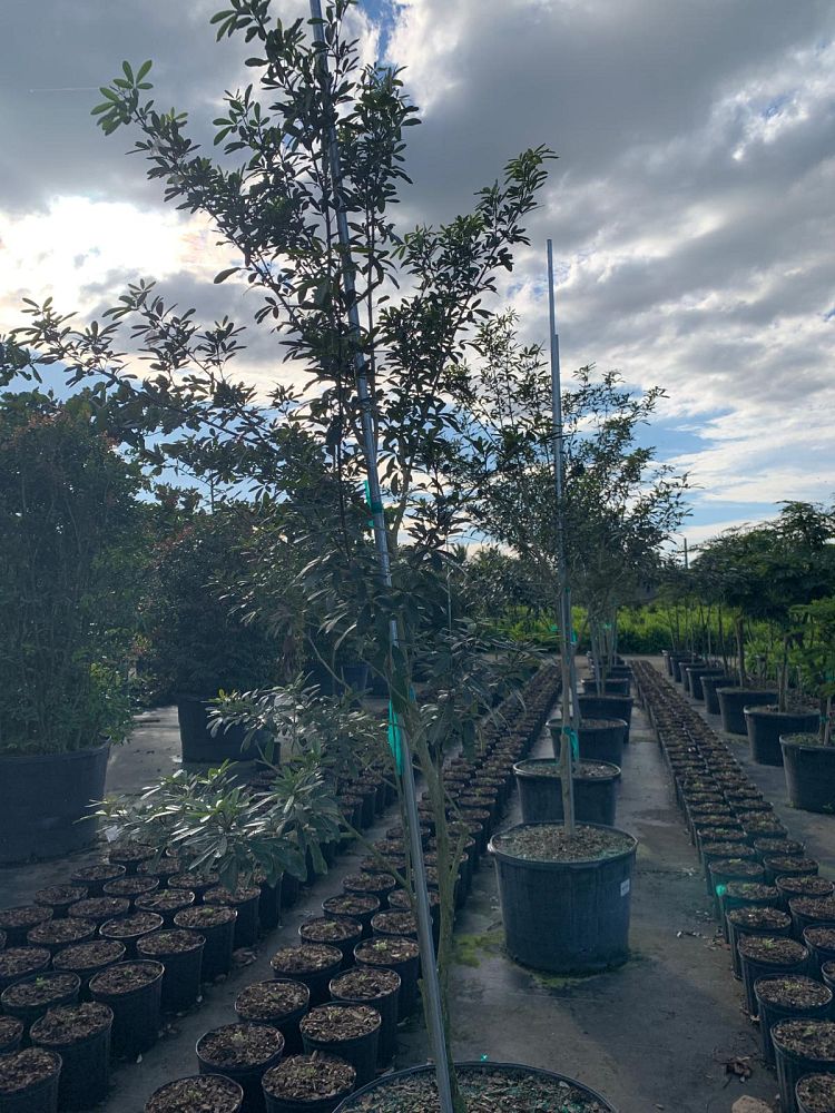 tabebuia-bahamensis-dwarf-white-trumpet