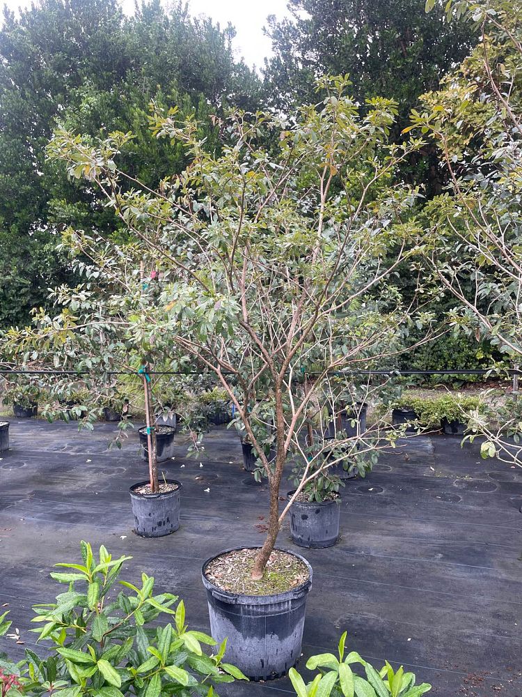 tabebuia-bahamensis-dwarf-white-trumpet