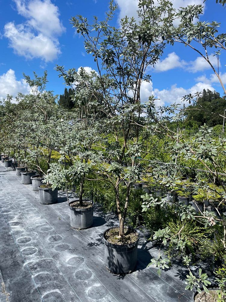 tabebuia-bahamensis-dwarf-white-trumpet