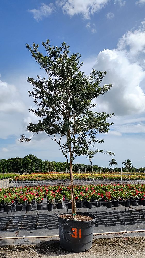 tabebuia-bahamensis-dwarf-white-trumpet