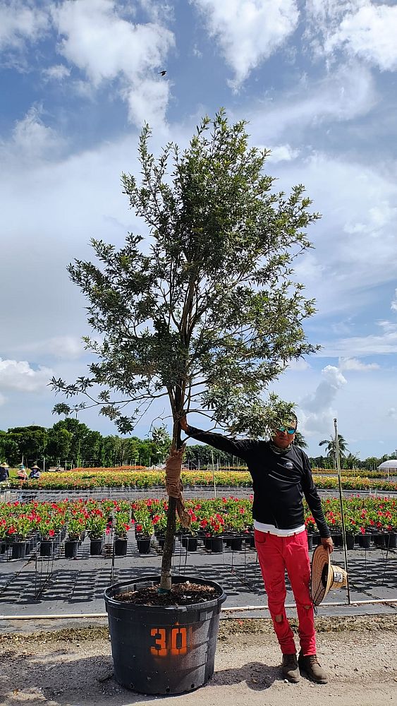 tabebuia-bahamensis-dwarf-white-trumpet
