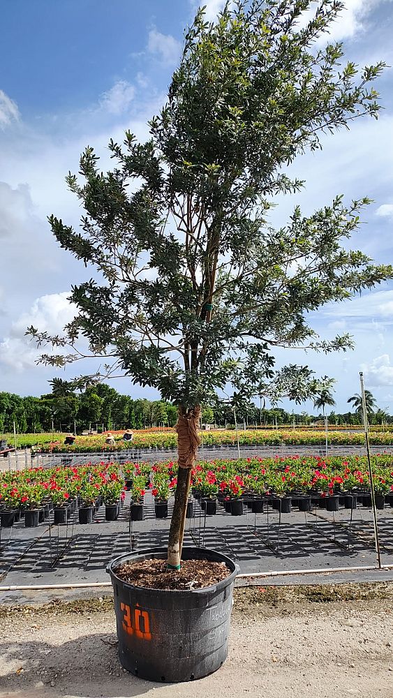 tabebuia-bahamensis-dwarf-white-trumpet