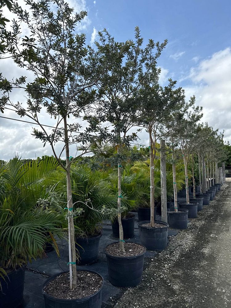 tabebuia-bahamensis-dwarf-white-trumpet