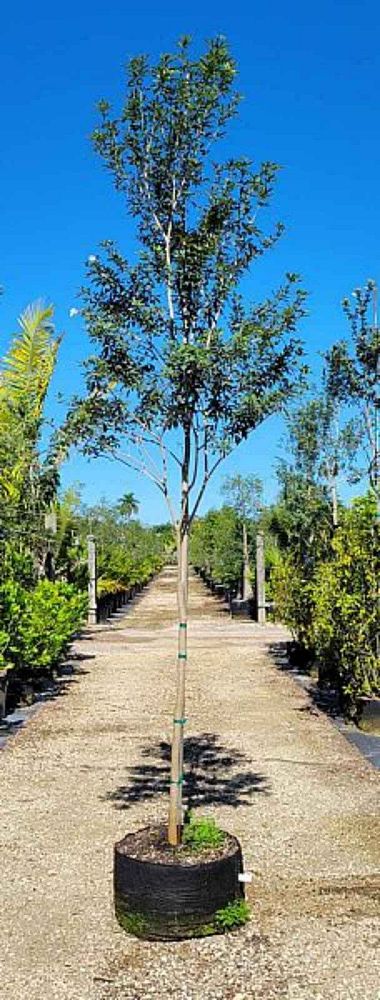 tabebuia-bahamensis-dwarf-white-trumpet
