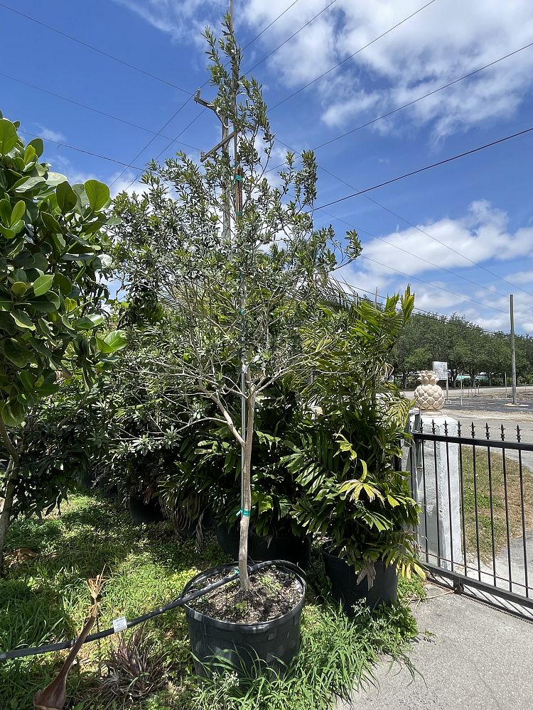 tabebuia-bahamensis-dwarf-white-trumpet