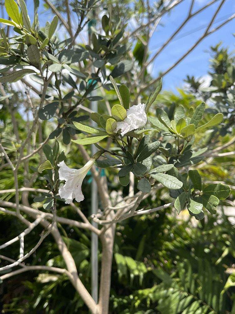 tabebuia-bahamensis-dwarf-white-trumpet