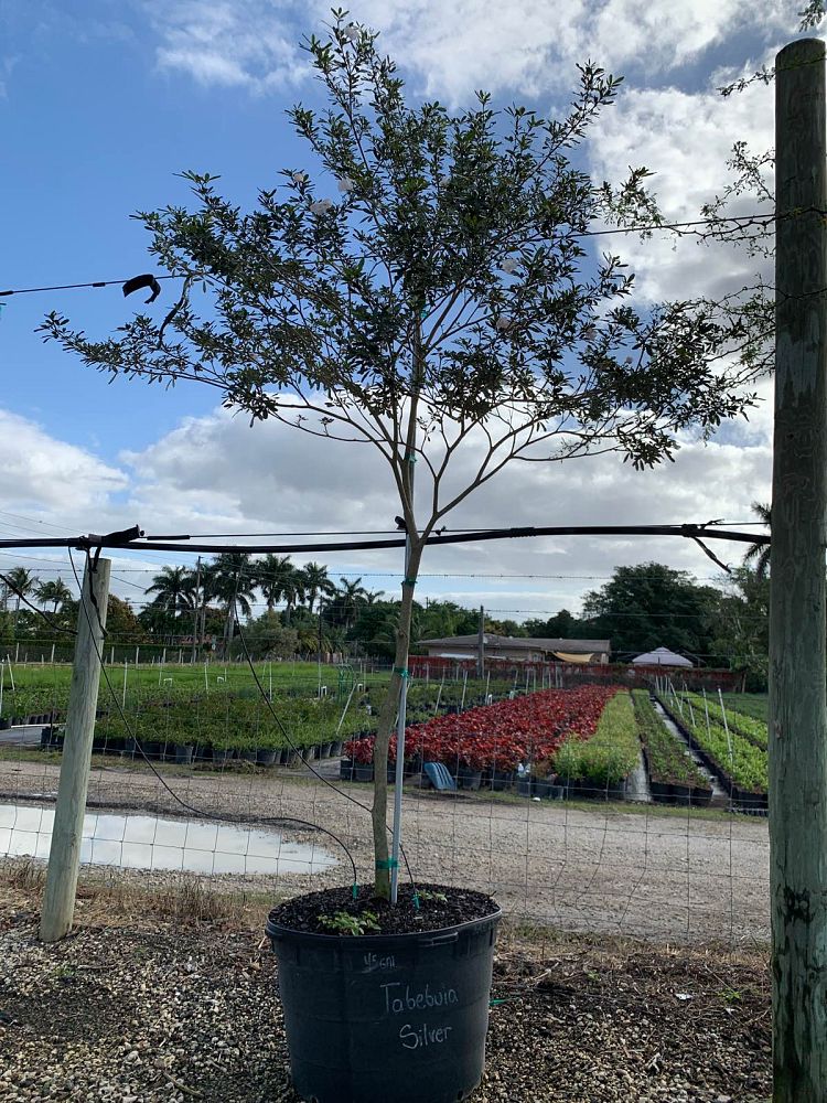 tabebuia-bahamensis-x-heterophylla
